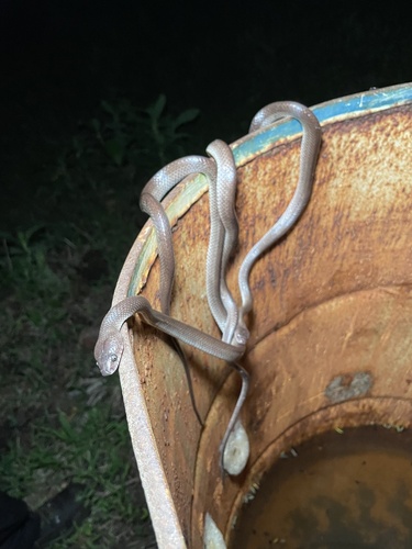Alcala's Wolf Snake