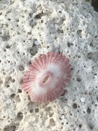 Fissurella fascicularis