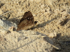 Doxocopa