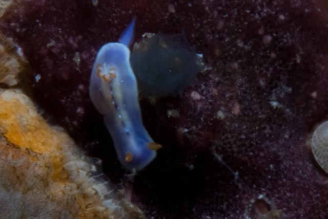 Hypselodoris krakatoa