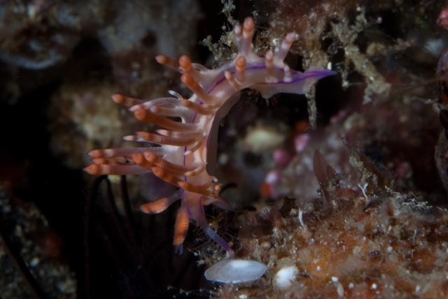 Coryphellina flamma