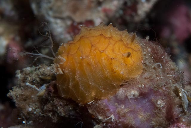 Golden Waffle Dorid