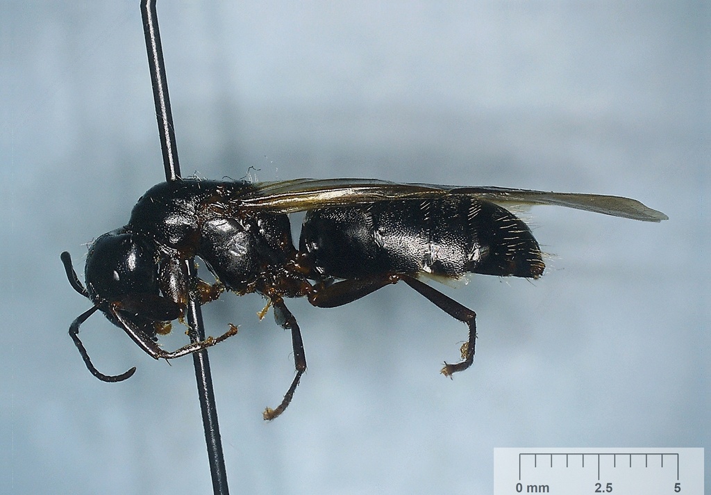 New York Carpenter Ant from Granby, QC, Canada on August 21, 2015 by ...