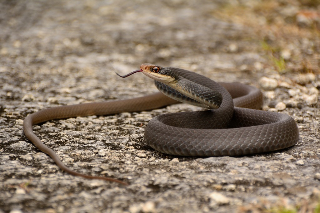 Everglades Racer from Florida, US on January 25, 2016 by Daniel ...