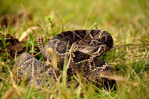 Photo of a Eastern Diamondback Rattlesnake (Crotalus adamanteus)