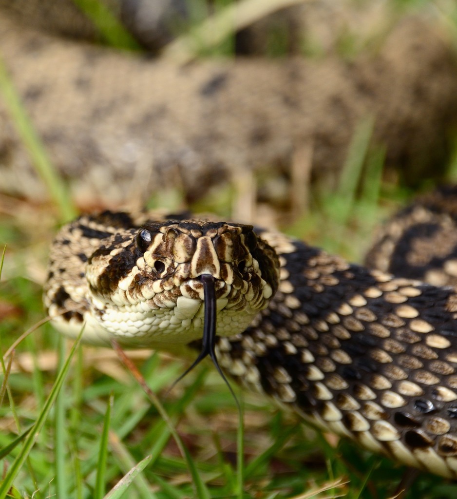 Eastern Diamondback Rattlesnake (Venomous and Non-venomous Snakes of ...