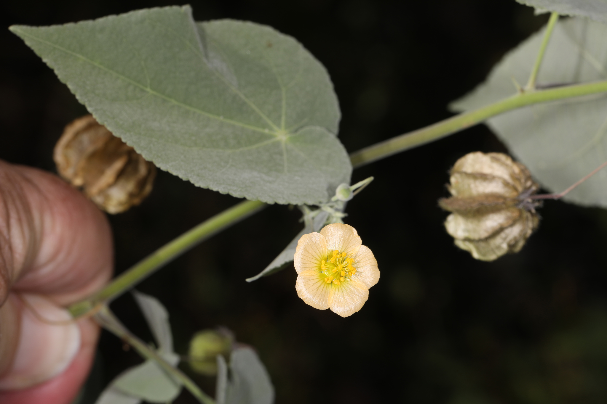 Herissantia crispa