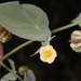 Herissantia crispa - Photo (c) Judy Gallagher, μερικά δικαιώματα διατηρούνται (CC BY), uploaded by Judy Gallagher