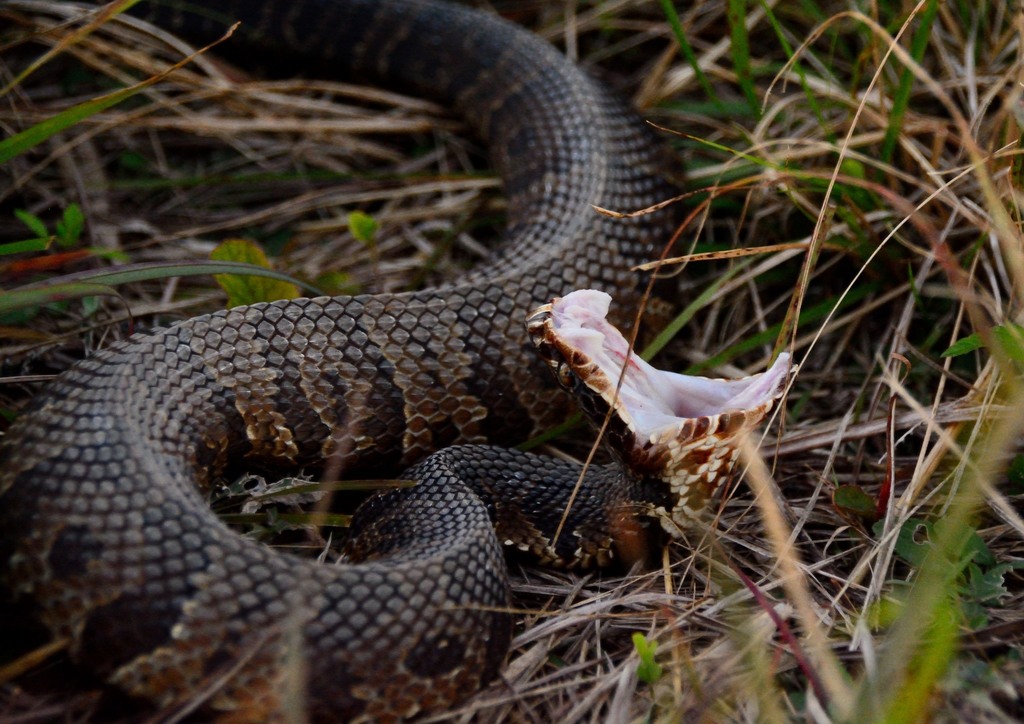 Cottonmouth (Venomous And Non-venomous Snakes Of Louisiana) · INaturalist