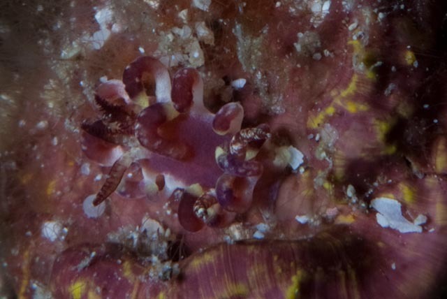 Ceratodoris kendi