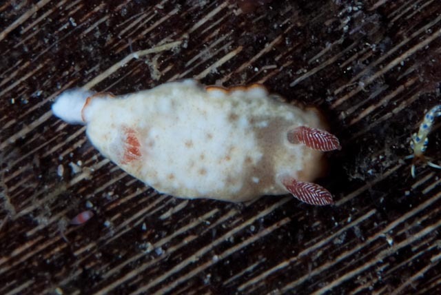 Goniobranchus preciosus