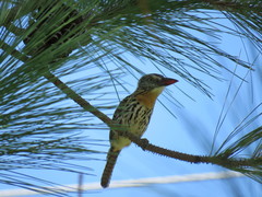 Nystalus maculatus