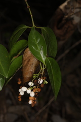 Chiococca alba image