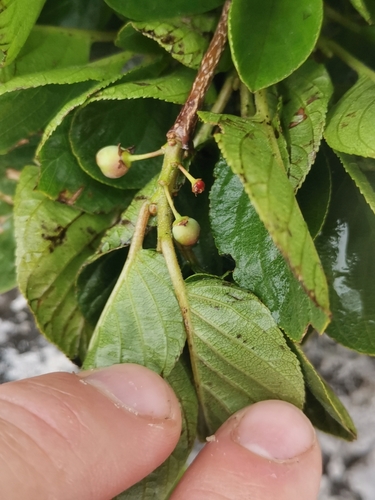 Image of Rhamnus pumila by (c) Ljaž, some rights reserved (CC BY)