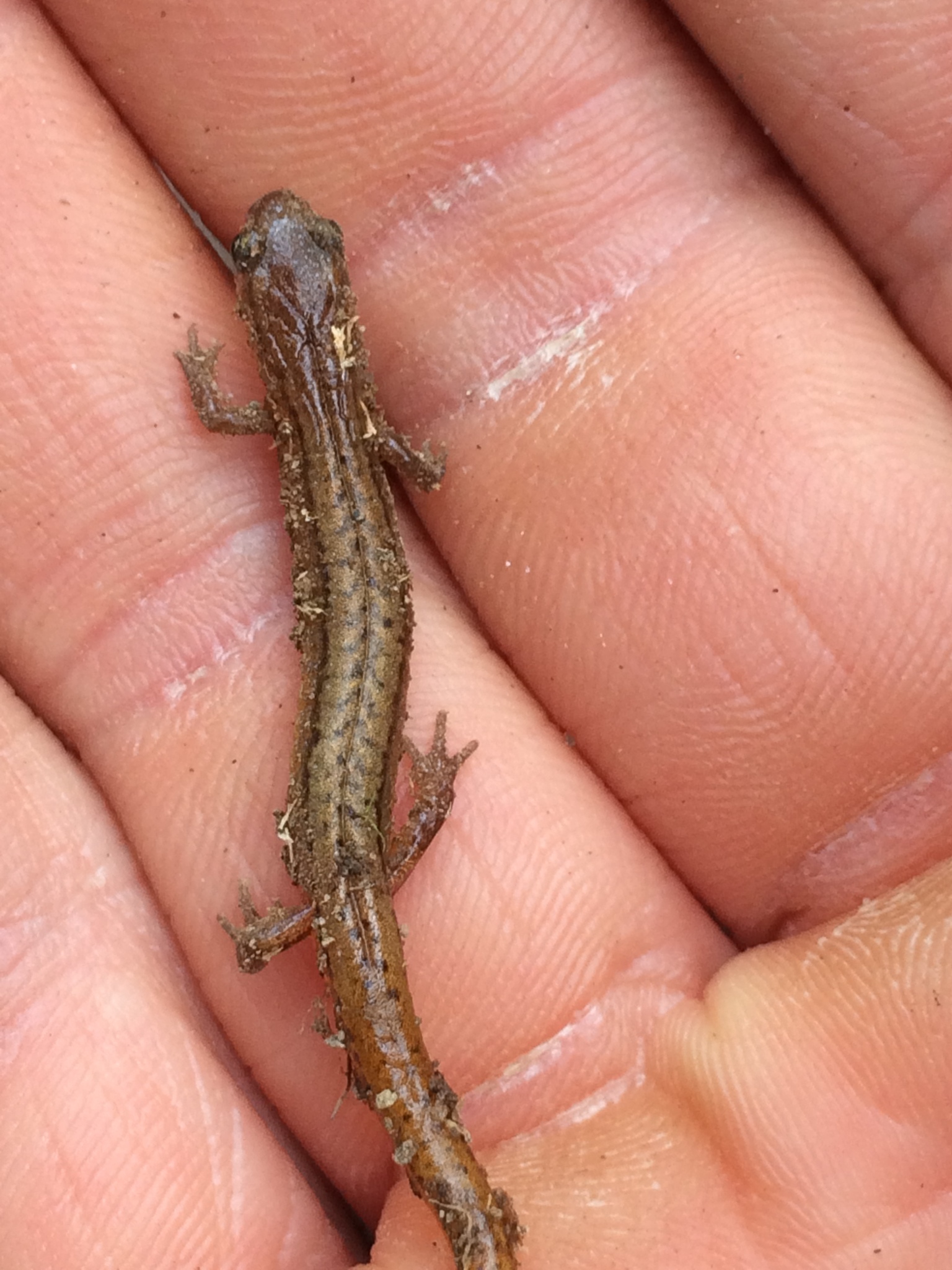 Hillis's Dwarf Salamander (Eurycea hillisi) · iNaturalist Canada