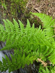 Athyrium filix-femina image