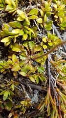 Brachyscome sinclairii