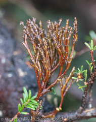 Arceuthobium tsugense