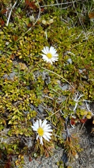 Brachyscome sinclairii