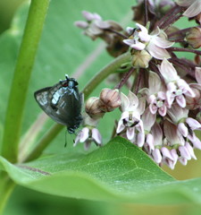 Satyrium