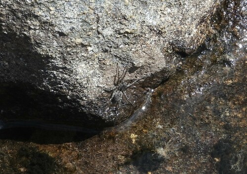 Groenland Wolf Spider