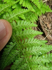 Athyrium filix-femina image