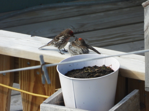 Redpoll (Acanthis flammea)