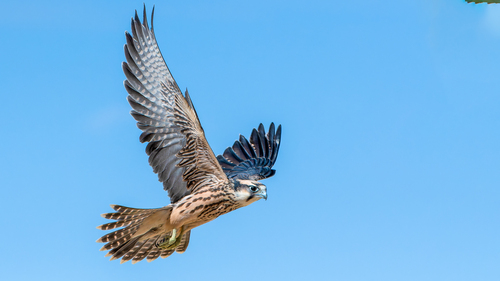 Lanner Falcon