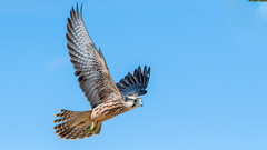 Lanner Falcon photo 5