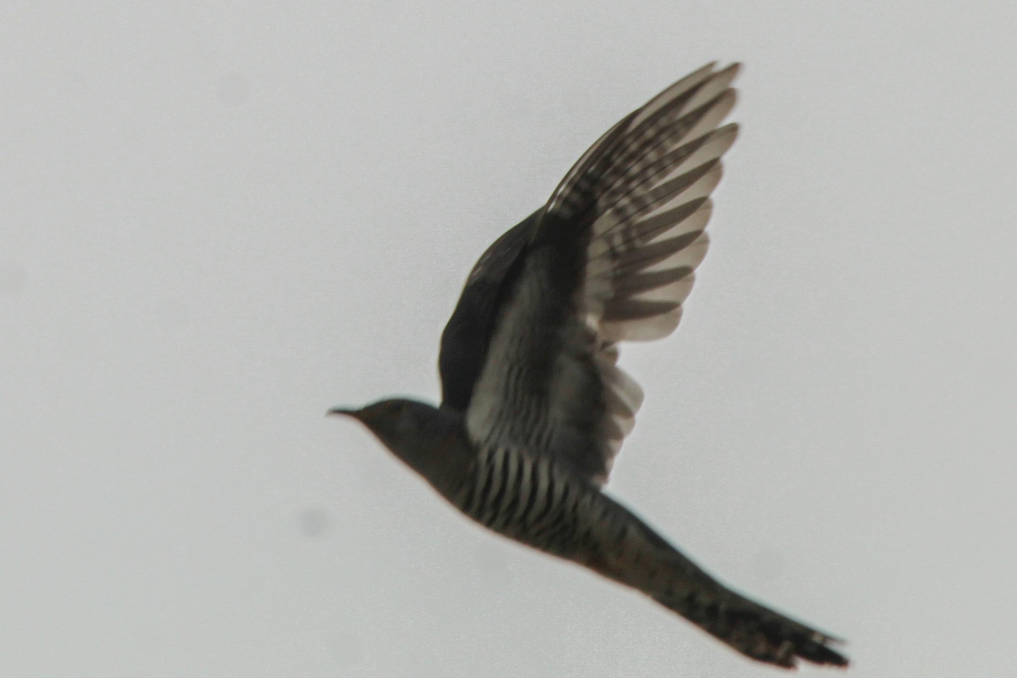 Lesser Cuckoo (Cuculus poliocephalus)