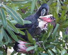 Long-Billed Black-Cockatoo photo 5
