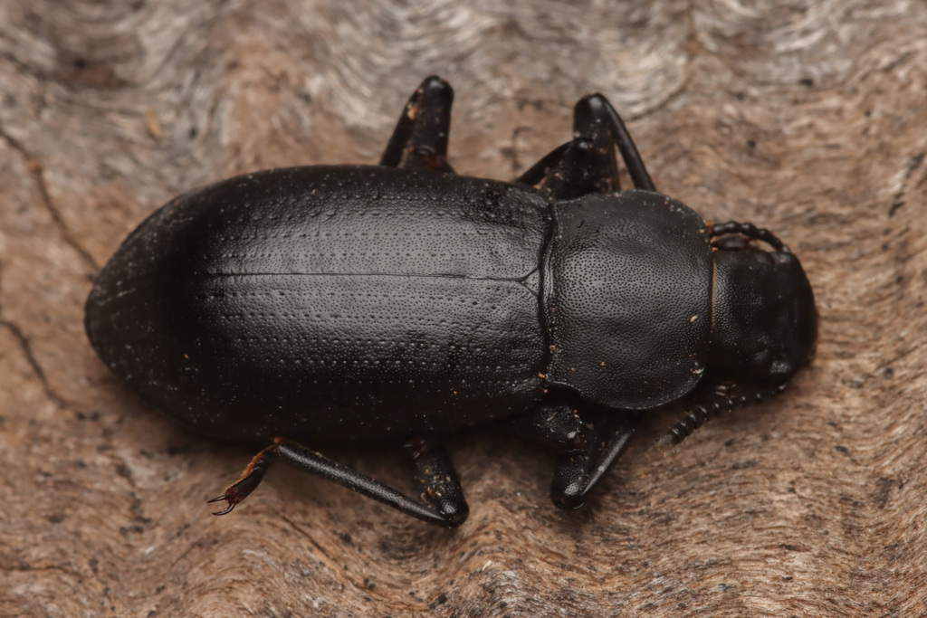 Iphthiminus