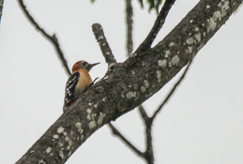 Rufous-bellied Woodpecker (Dendrocopos hyperythrus), photo 5