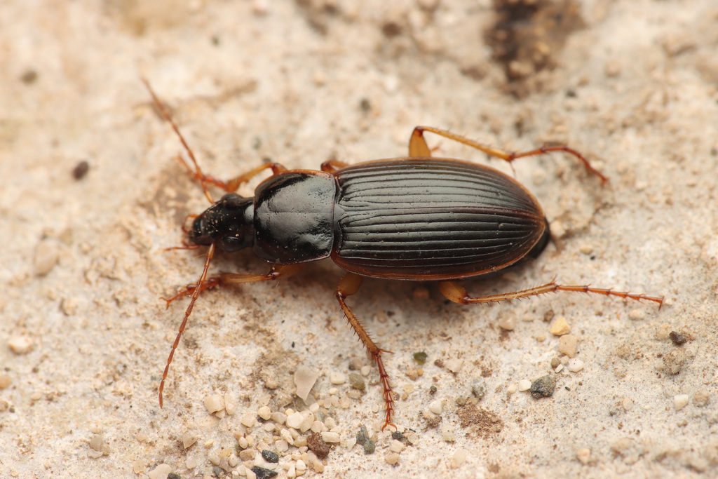 Calathus circumseptus