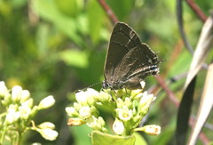 Satyrium favonius