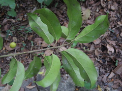 Chrysobalanaceae