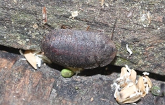 Neolaxta mackerrasae