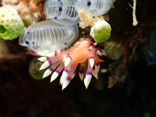 Photo of Desired flabellina (Flabellina exoptata)