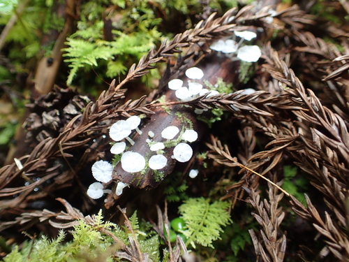 Delicatula integrella