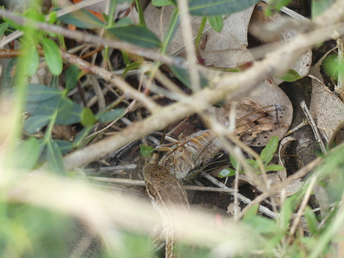 Ash Cicada, Provincia di Lecce, Italia, photo 8 of 10