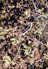 Quercus × undulata