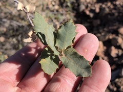 Quercus × undulata