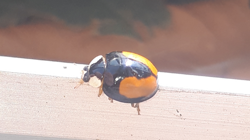 Asian lady beetle