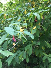 Oemleria cerasiformis