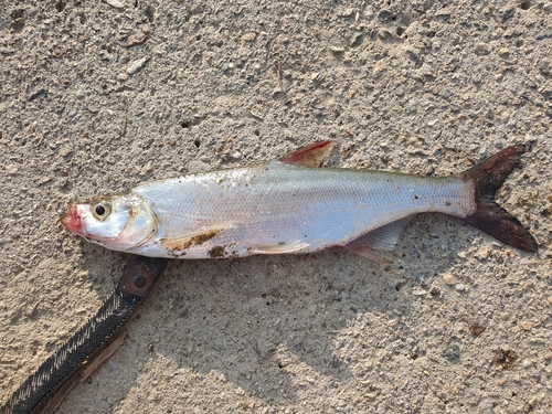 Common skygazer (Chanodichthys erythropterus) — Cyprinidae — 3