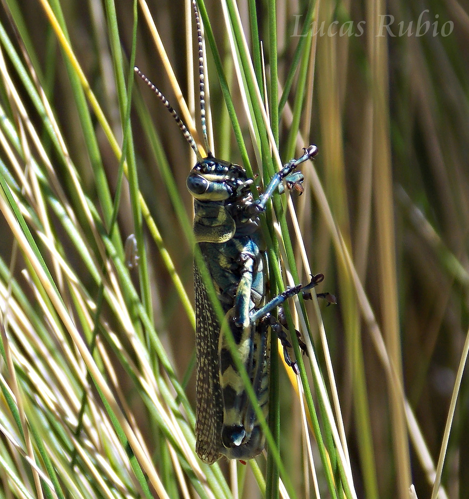 Diponthus argentinus