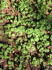 Maianthemum dilatatum