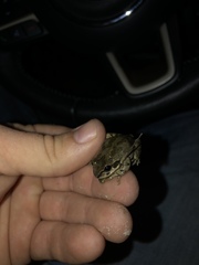 Pseudacris streckeri