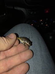 Pseudacris streckeri