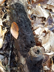 Jackrogersella cohaerens